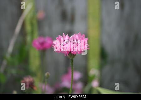 Fleurs de maïs roses vives latérales avec une seule fleur centrale focalisée sur une clôture en bois et un fond de jardin Banque D'Images