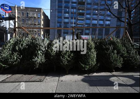 New York, États-Unis. 22 décembre 2023. Les arbres de Noël sont prêts à être vendus dans l'Upper East Side de Manhattan, York, NY, le 22 décembre 2023. Les arbres de Noël peuvent être achetés auprès des vendeurs sur les coins de rue mis en place de Thanksgiving à la veille de Noël pour les acheteurs de dernière minute. (Photo Anthony Behar/Sipa USA) crédit : SIPA USA/Alamy Live News Banque D'Images