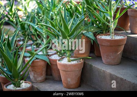 Aloe Vera plante dans des pots en argile céramique en terre cuite dans le magasin de fleurs en plein air, magasin de jardin Banque D'Images