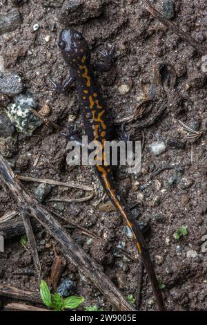 La salamandre à long bout de Santa Cruz (Ambystoma macrodactylum croceum), menacée, est un amphibien endémique de Californie. Banque D'Images