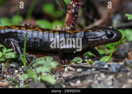 La salamandre à long bout de Santa Cruz (Ambystoma macrodactylum croceum), menacée, est un amphibien endémique de Californie. Banque D'Images