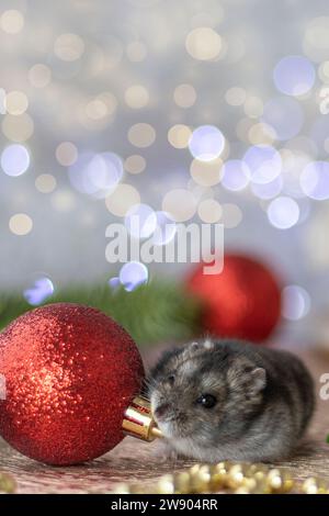 Photo verticale d'un hamster gris rongeant sur une boule de Noël rouge contre un fond de bokeh avec place pour le texte. Concept de Noël ou de nouvel an. flou artistique Banque D'Images