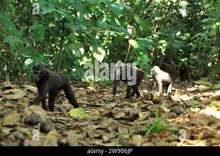 Les macaques à crête (Macaca nigra) se déplacent en ligne sur le sol dans la forêt de Tangkoko, Sulawesi du Nord, Indonésie. L'Union internationale pour la conservation de la nature (UICN) conclut que la hausse des températures a entraîné, entre autres, des changements écologiques, comportementaux et physiologiques dans les espèces sauvages et la biodiversité. « En plus de l'augmentation des taux de maladies et de la dégradation des habitats, le changement climatique provoque également des changements dans les espèces elles-mêmes, ce qui menace leur survie », ont-ils écrit dans une publication du 19 décembre 2023 sur IUCN.org. Un autre rapport d'une équipe de scientifiques dirigée par Marine Joly a confirmé... Banque D'Images