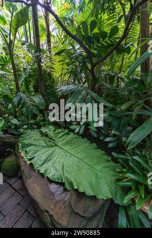 Le Conservatoire des fleurs est une serre et un jardin botanique qui abrite une collection de plantes rares et exotiques dans Golden Gate Park, avec construction Banque D'Images