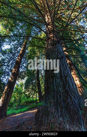 Golden Gate Park Redwood Grove - le jardin botanique du Golden Gate Park abrite le Redwood Grove centenaire, avec un groupe de ces beaux amoureux du brouillard Banque D'Images