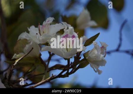 Fleurs blanches de l'arbre Bauhinia en gros plan. Orchidée florissante Banque D'Images