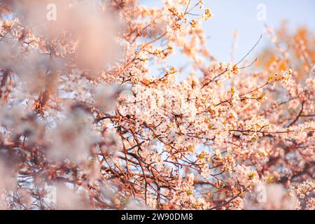 arbres à floraison précoce du printemps, antidépression d'humeur positive, printemps de fond de qualité Banque D'Images