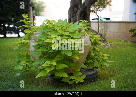 La vigne de patate douce (Ipomoea batatas), est une plante ornementale annuelle de saison chaude cultivée pour ses feuilles attrayantes et son habitude de vinification. Banque D'Images