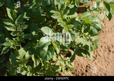 Pommes de terre. Rangées de jeunes pousses de plantes dans un lit trempé sur un terrain de ferme Banque D'Images