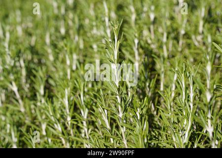 L'herbe de romarin fraîche pousse dans le jardin, plante de romarin en pot dans le jardin de plantes de pépinière de ferme d'herbes naturelles Banque D'Images