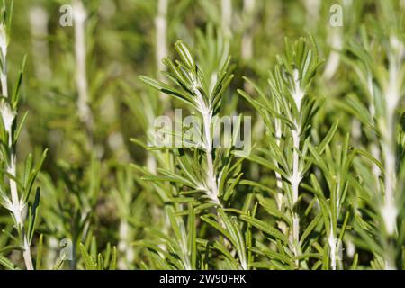 L'herbe de romarin fraîche pousse dans le jardin, plante de romarin en pot dans le jardin de plantes de pépinière de ferme d'herbes naturelles Banque D'Images