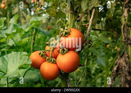 Un bouquet de tomates mûres prêtes à être cueillies dans une serre Banque D'Images