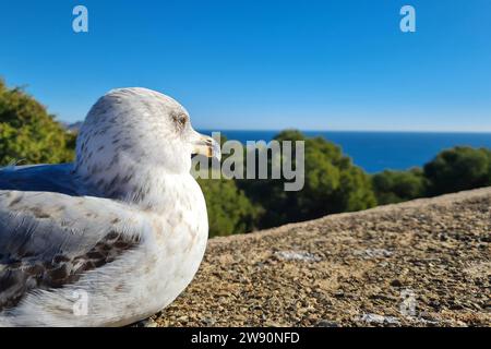 Malaga Themenfoto : Urlaub, Europa, Spanien, Andalusien, Malaga, 19.12.2023 Raubmoeve in Malaga Themenfoto : Urlaub, Europa, Spanien, Andalusien, Malaga, 19.12.2023 *** Malaga thème photo vacances, Europe, Espagne, Andalousie, Malaga, 19 12 2023 Raubmoeve à Malaga vacances photo thème, Europe, Espagne, Andalousie, Malaga, 19 12 2023 Copyright : xAugstx/xEibner-Pressefotox EP jat Banque D'Images