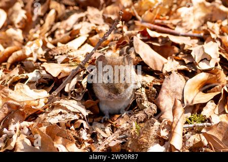 Mignon furry beau camouflet de champ mangeant parmi les feuilles d'automne dans une forêt Banque D'Images