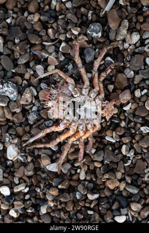 Crabe mort à l'envers sur Worthing Beach, West Sussex, Royaume-Uni Banque D'Images