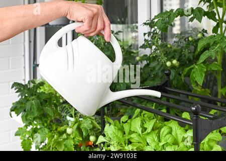Cultiver des herbes fraîches à la maison en été sur le balcon dans des pots de fleurs. Mode de vie durable, légumes biologiques frais cultivés à la maison Banque D'Images