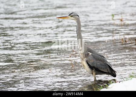 Ardea cinerea aka héron gris. Énorme oiseau chasse des poissons dans son habitat sur la rive de la rivière Becva à Roznov pod Radhostem. république tchèque nature. Banque D'Images