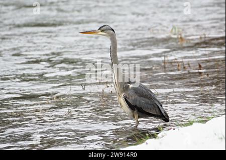 Ardea cinerea aka héron gris. Énorme oiseau chasse des poissons dans son habitat sur la rive de la rivière Becva à Roznov pod Radhostem. république tchèque nature. Banque D'Images