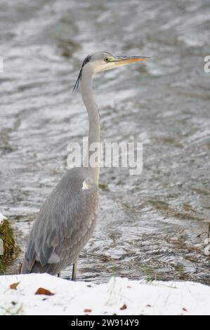 Ardea cinerea aka héron gris. Énorme oiseau chasse des poissons dans son habitat sur la rive de la rivière Becva à Roznov pod Radhostem. république tchèque nature. Banque D'Images