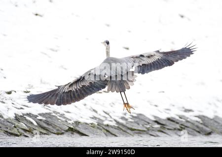 Ardea cinerea aka héron gris. Énorme oiseau vole au-dessus de la rivière Becva à Roznov pod Radhostem. république tchèque nature en hiver. Banque D'Images