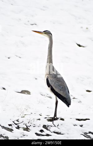 Ardea cinerea aka héron gris. Énorme oiseau chasse des poissons dans son habitat sur la rive de la rivière Becva à Roznov pod Radhostem. république tchèque nature. Banque D'Images