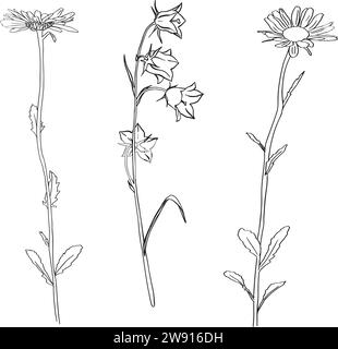 Camomille à base de plantes. Fleurs Bluebell. Esquisse. Illustration vectorielle vectorisée à la main, isolée. Arrière-plan blanc. Peut être utilisé modèle pour Illustration de Vecteur
