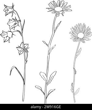 Camomille à base de plantes. Fleurs Bluebell. Esquisse. Illustration vectorielle vectorisée à la main, isolée. Arrière-plan blanc. Peut être utilisé modèle pour Illustration de Vecteur