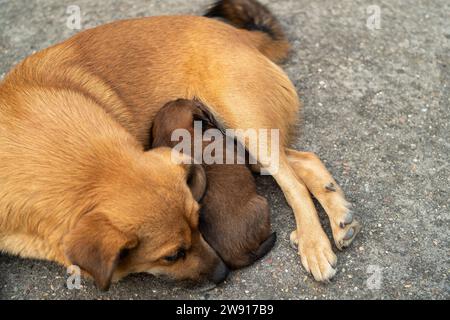 Chiot d'un mois nourri de sa mère. Banque D'Images