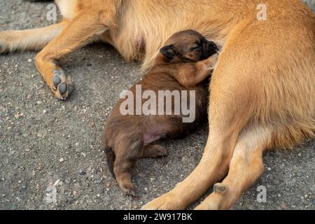 Chiot d'un mois nourri de sa mère. Banque D'Images