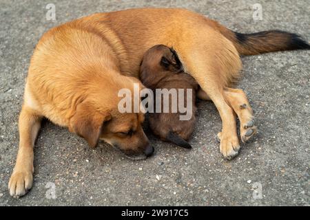 Chiot d'un mois nourri de sa mère. Banque D'Images