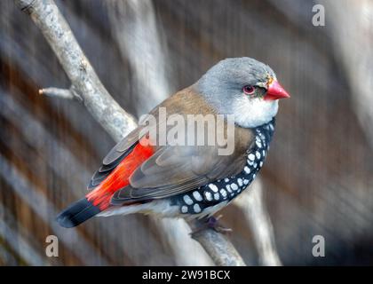 Le superbe Firetail diamantaire, Stagonopleura guttata, orne les paysages australiens avec son plumage aux allures de joyaux. Un petit finch rayonnant des teintes vibrantes, em Banque D'Images