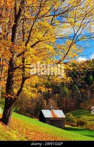 Un arbre d'automne commence à perdre ses feuilles près d'une ferme et d'un ranch un jour d'automne dans le Vermont, en Nouvelle-Angleterre Banque D'Images