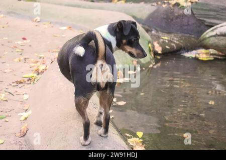 Un chien Jack Russell Terrier cherche des poissons près de l'eau Banque D'Images