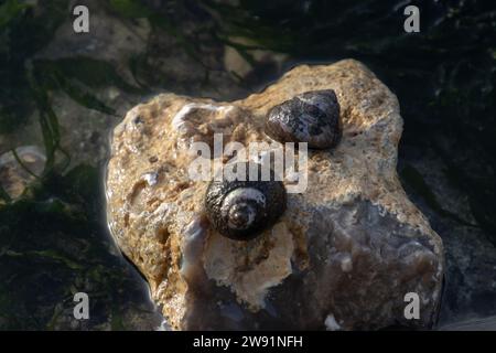 Coquilles supérieures doublées sur un rocher, également appelé Phorcus lineatus Banque D'Images