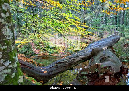 Forêt Albergaria en automne dans le parc national de Peneda Gerês, Portugal Banque D'Images