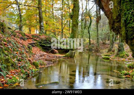 Forêt Albergaria en automne dans le parc national de Peneda Gerês, Portugal Banque D'Images