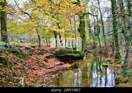 Forêt Albergaria en automne dans le parc national de Peneda Gerês, Portugal Banque D'Images