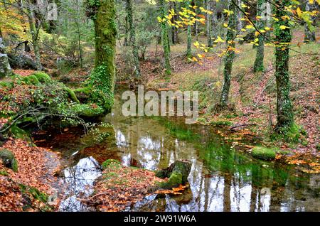 Forêt Albergaria en automne dans le parc national de Peneda Gerês, Portugal Banque D'Images