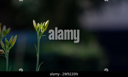 Naissant lys jaune (hemerocallis lilioasphodelus) dans un jardin du Suffolk et pris dans un rayon de soleil Banque D'Images