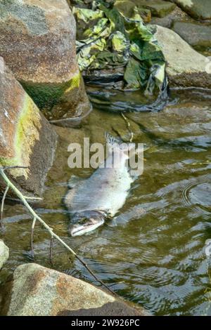 Le saumon est mort après la fonction de reproduction. Les carcasses de poissons pourrissent sous l'eau et enrichissent la rivière reproductrice avec de la matière organique. Mer d'Okhotsk b Banque D'Images