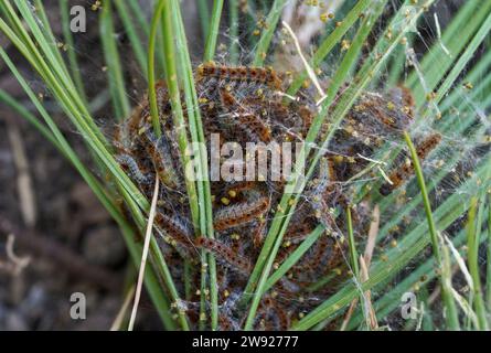 Chenilles processionnaires du pin, Thaumetopoea pityocampa, larves, chenilles, dans Pinus pinea, marche de la mite, Espagne. Banque D'Images