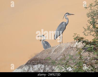 Couple de hérons gris (Ardea cinerea) sur le Nil Banque D'Images