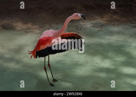 Ailes battantes de flamant rose du Chili (Phoenicopterus chilensis) Banque D'Images