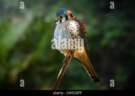 Kestrel d'Amérique (Falco sparverius) - oiseau de proie Banque D'Images