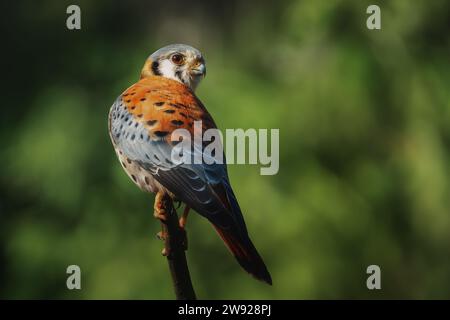 Kestrel d'Amérique (Falco sparverius) - oiseau de proie Banque D'Images