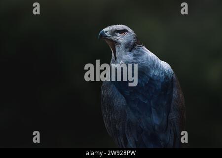 Aigle-buzzard à chant noir (Geranoaetus melanoleucus) - oiseau de proie Banque D'Images