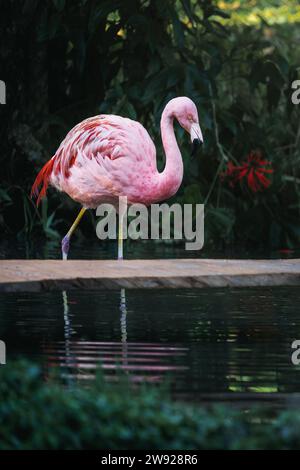 Flamingo du Chili (Phoenicopterus chilensis) Banque D'Images