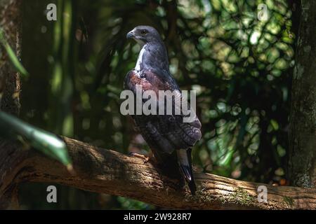 Aigle-buzzard à chant noir (Geranoaetus melanoleucus) - oiseau de proie Banque D'Images