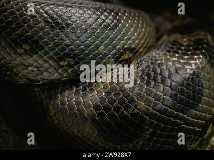 Texture des écailles vertes Anaconda (Eunectes Murinus) Banque D'Images