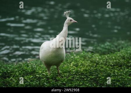 Païen blanc (Pavo cristatus) - poule femelle albinos - paon Banque D'Images